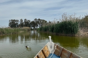 VLC_Albufera2.jpg