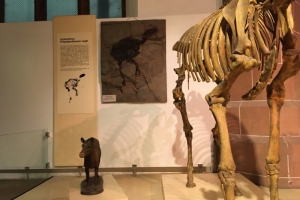 Naturhistorisches 7a (2).jpg