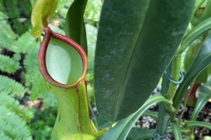 Regenwald 5.jpg