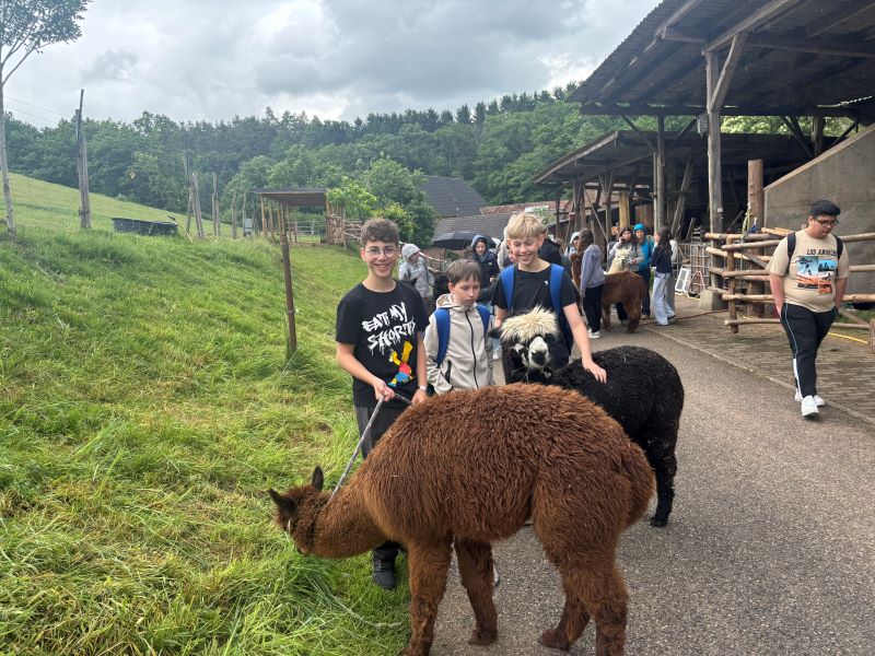 Drei Jungen führen zwei Alpakas an einer Leine. Im Hintergrund sind weitere Kinder und ein Bauernhof zu sehen.