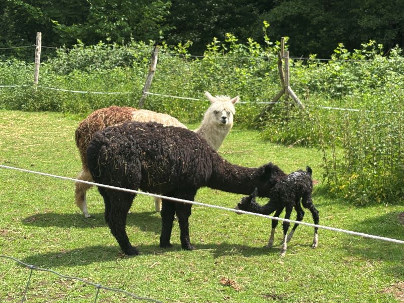 Alpaka-Weide mit Baby:
Drei Alpakas stehen auf einer grünen Wiese. Eins davon ist ein ganz kleines, schwarzes Alpaka-Baby. Die anderen beiden sind erwachsen.